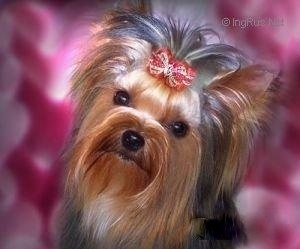 HYPER SUPER GIRL DU PETIT LAC SAINT JAMES